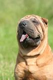 SHAR-PEI 934